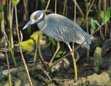 Yellow-crowned Night-Heron