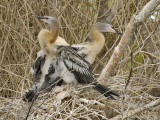 Young Anhingas