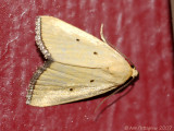 Black-bordered Lemon Moth