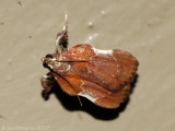 Boxwood Leaftier Moth