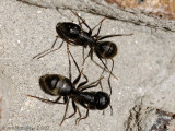 Carpenter Ants