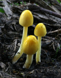Bolbitius vitellinus.