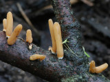 PIPE CLUB    (Macrotyphula fistulosa.Var .contortus)