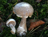 Cortinarius alboviolaceus.