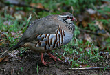 Red-legged Partridge.