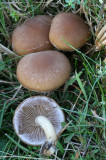 Psathyrella piluliformis.