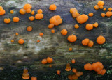 Orange Jelly ( Dacrymyces stillatus )