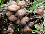 Banded Mottlegill.(Panaeolus cinctulus )