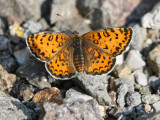  Spotted Fritillary (Melitaea didyma )