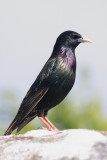 Starling.