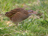 Corncrake