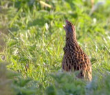 Corncrake