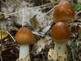 Amanita fulva.(Tawny Grisette)