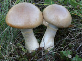 Variable Webcap (Cortinarius anomalus)