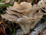 Pleurotus cornucopiae(Branching Oyster Mushroom.)
