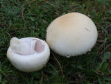 Agaricus campestris( field mushroom )