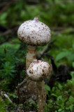 Tulostoma brumale( winter stalkball )