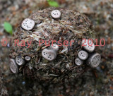 Poronia erici