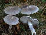 Tricholoma cingulatum ( Girdled webcap )