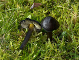 Hygrocybe conica ( Blackening Waxcap )