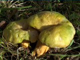 Lactarius deterrimus ( False saffron milkcap )