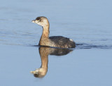 Pied-billed Grebe.