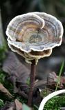 Many zoned polypore
