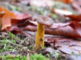 Leotia lubrica var. aurantipes (Jelly baby)