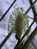 catkin