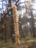 catkins