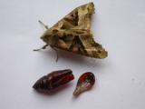 ANGLE SHADES (MOTH + PUPAE)