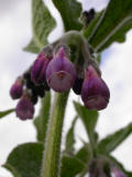 COMMON COMFREY(Symphytum offincinale)