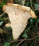 Hydnum repandum (Toothed  or Hedgehog Fungi)