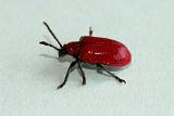 Lilly beetle