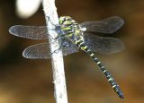 GOLDEN RINGED DRAGONFLY