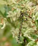 SOUTHERN HAWKER