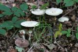 Agaricus silvicola (wood mushroom)