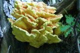Laetiporus sulphureus (Chicken of the woods)