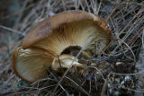Paxillus atrotomentosus