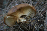 Paxillus atrotomentosus