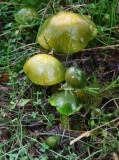 Hygrocybe psittacina ( Parrot wax cap. )