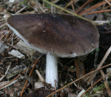 Pluteus cervinus(Deer Shield)
