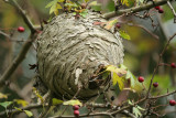 WASP NEST.jpg