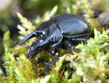 Minotaur beetle (Typhaeus typhoeus )