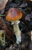 Conocybe aporos