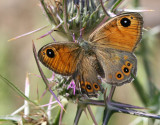 Large Wall Brown.