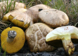 Boletus Impolitus.