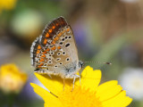 Brown Argus