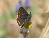 Brown Argus