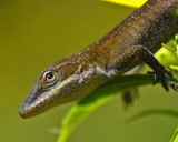 080920-Anole, I see you !!!